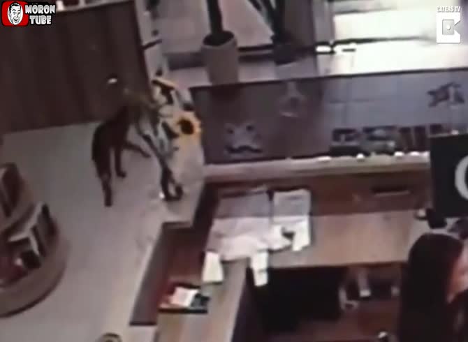 Video :Brazil - a canine breaks into a bookshop and takes a book